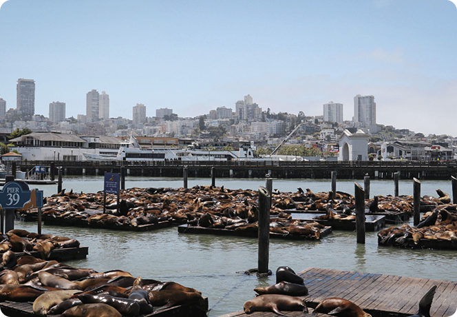 Fisherman’s Wharf: Attractions and Seafood Delights
